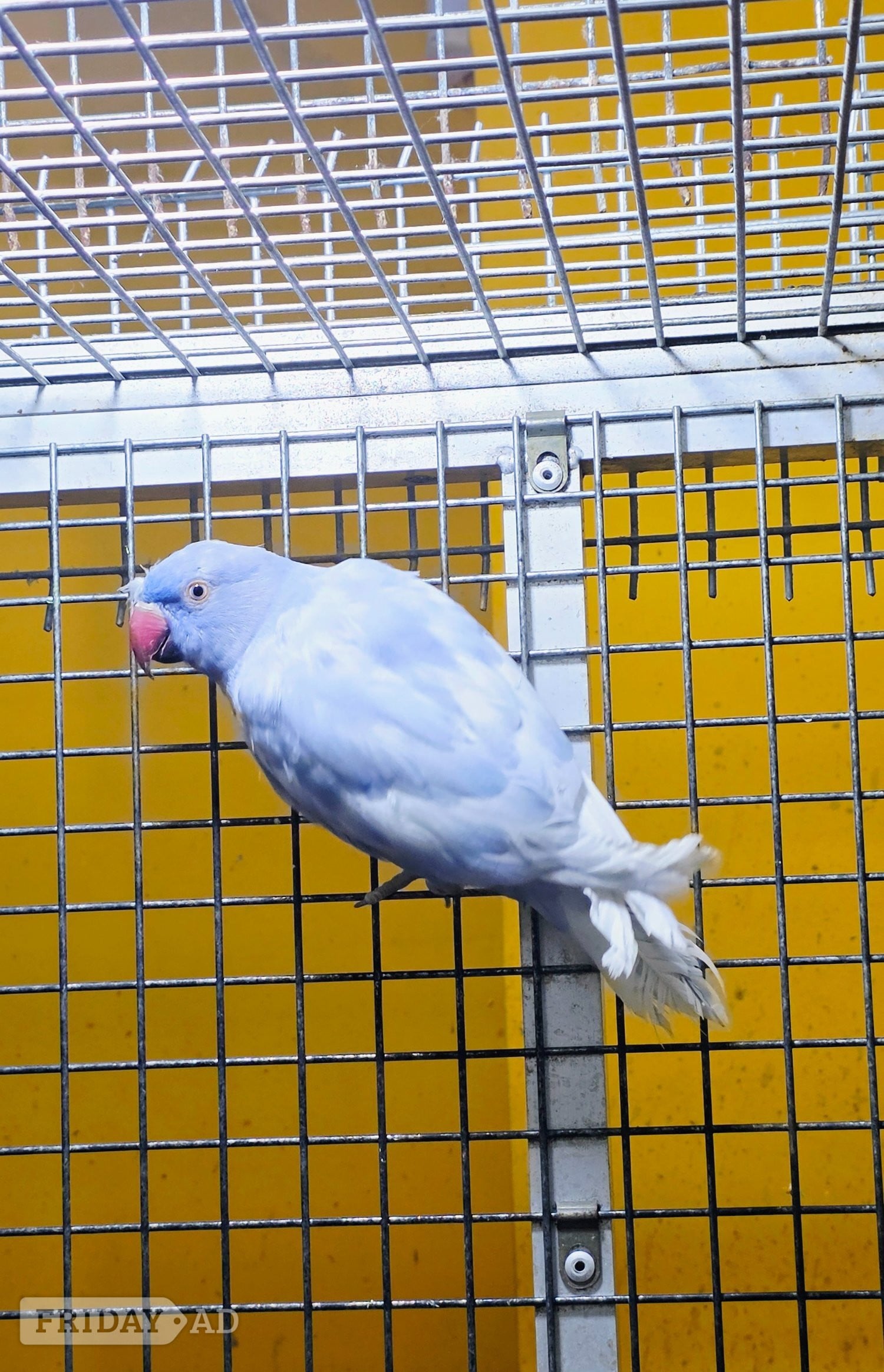Birmingham Baby Ring Neck Taking Parrots Male and female 