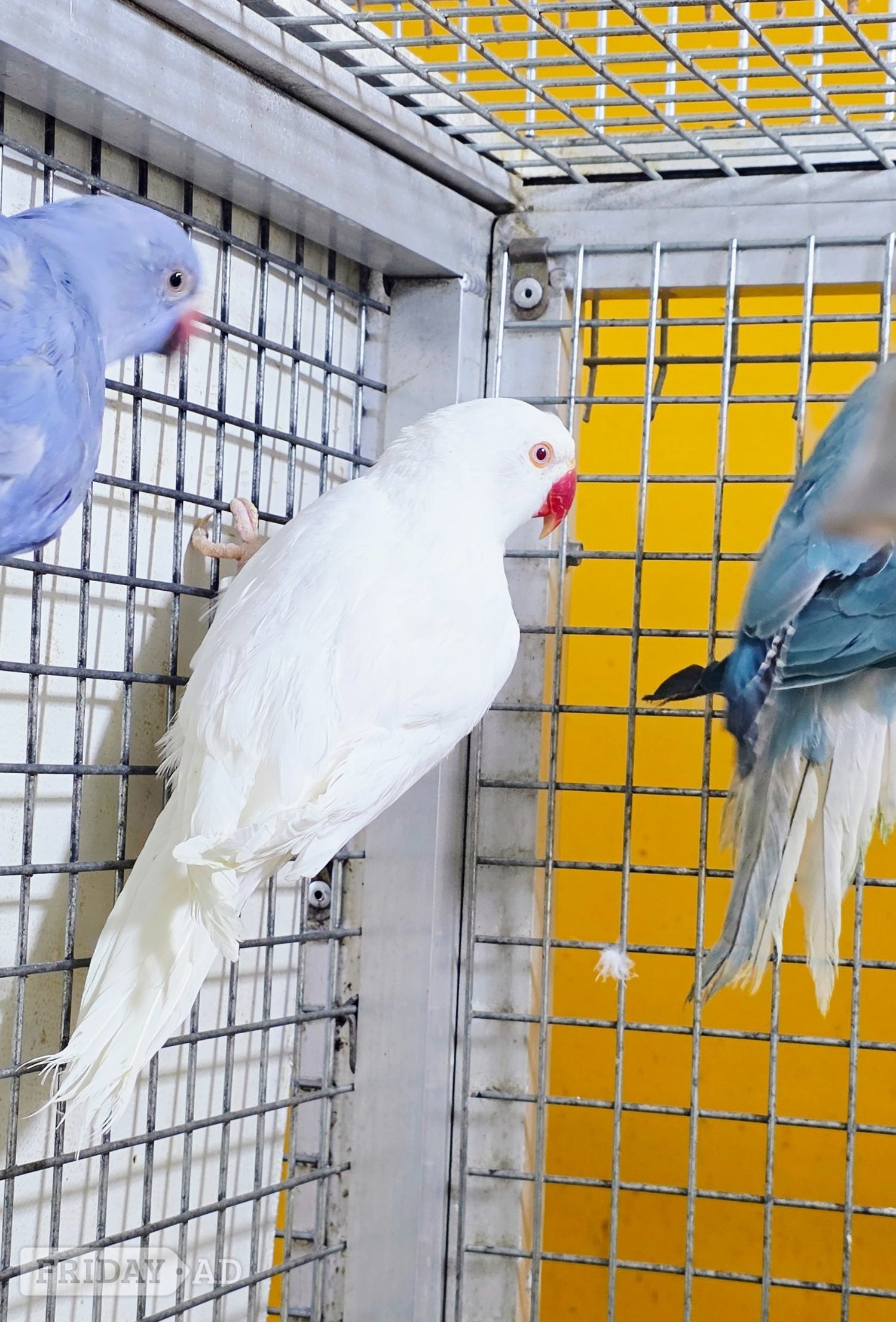 Baby Ring Neck Taking Parrots Male and female  - Birds in Birmingham