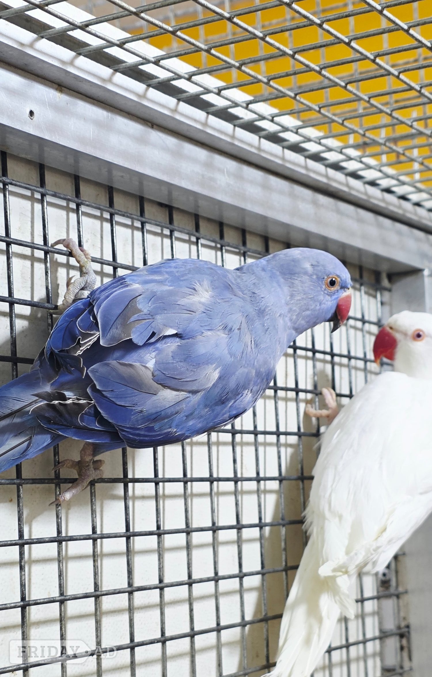 Baby Ring Neck Taking Parrots Male and female  - Birds