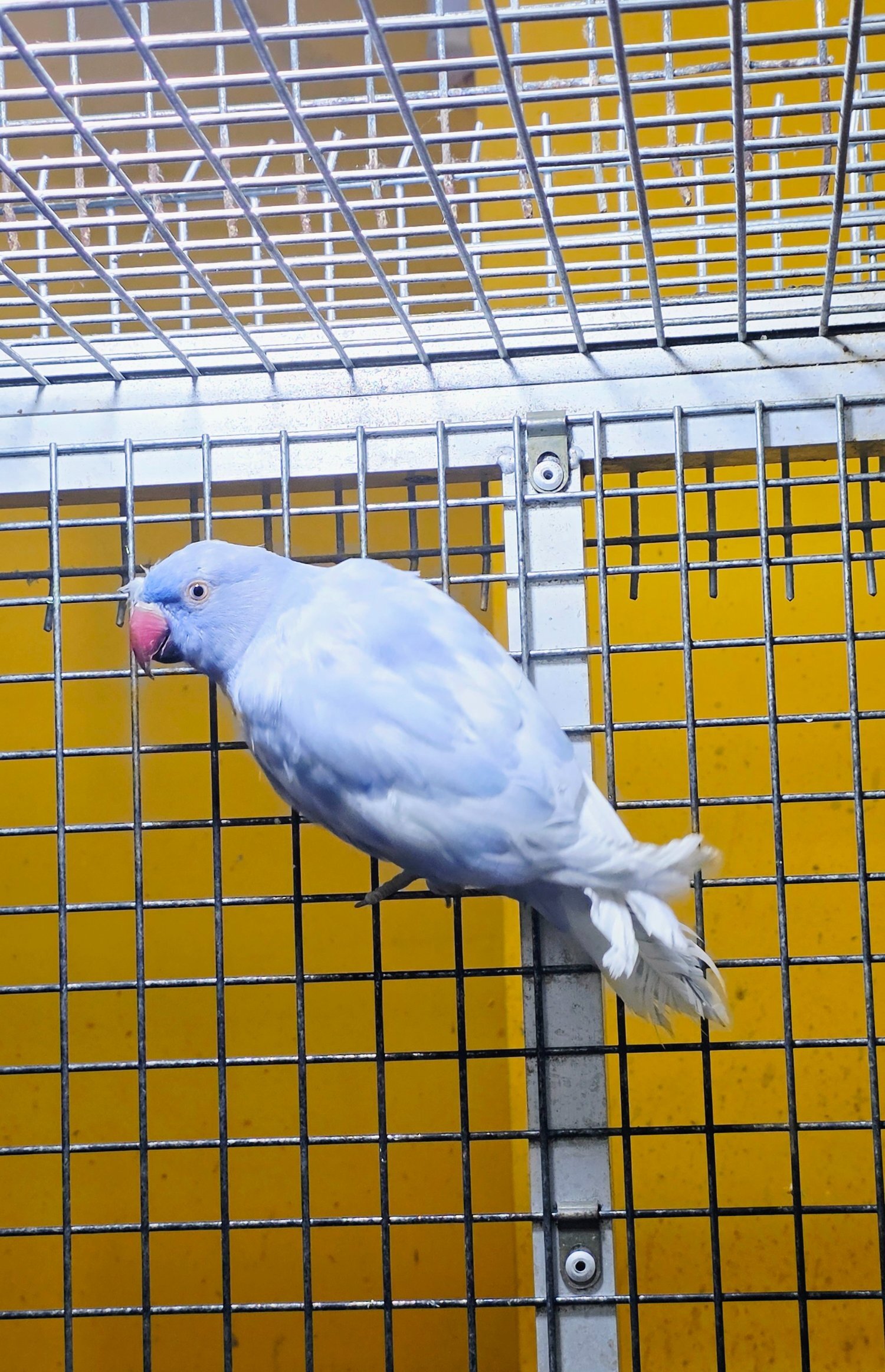 Birmingham Baby Ring Neck Taking Parrots Male and female 