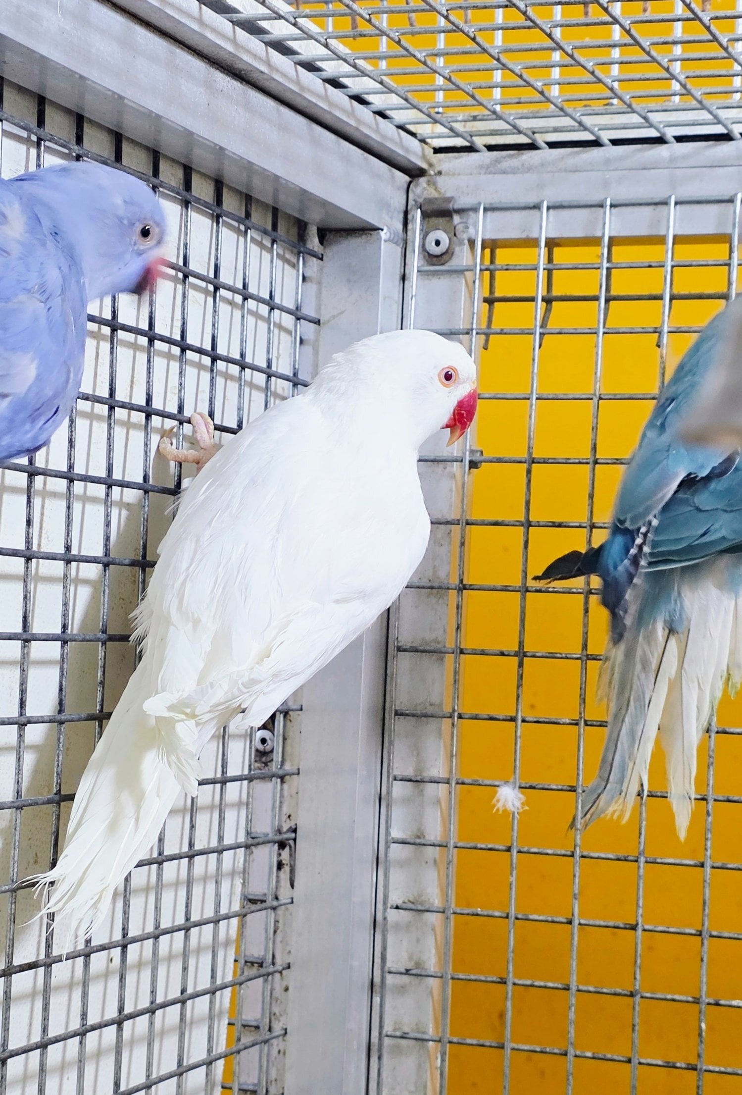 Baby Ring Neck Taking Parrots Male and female  - Birds in Birmingham