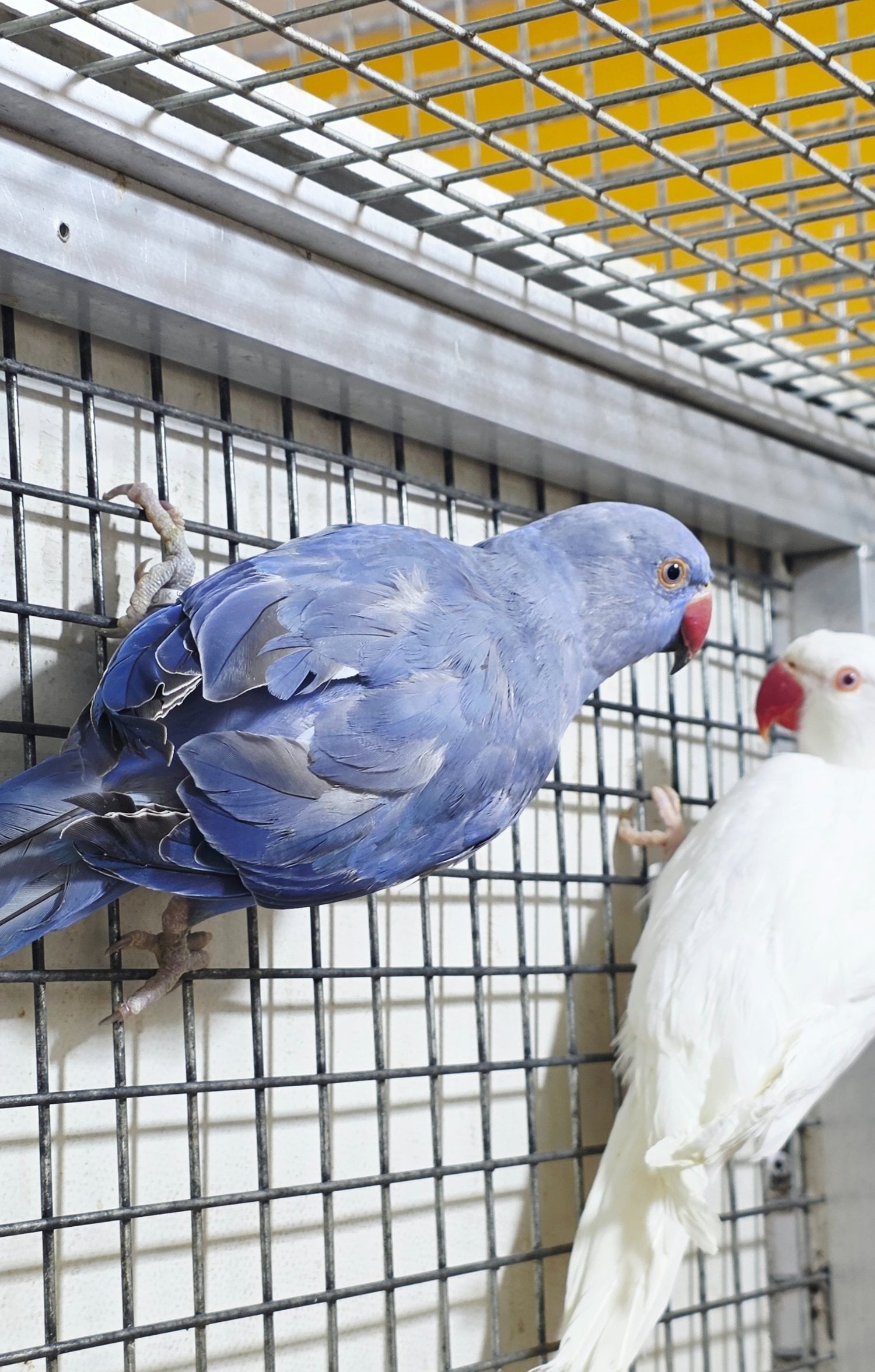 Baby Ring Neck Taking Parrots Male and female  - Birds