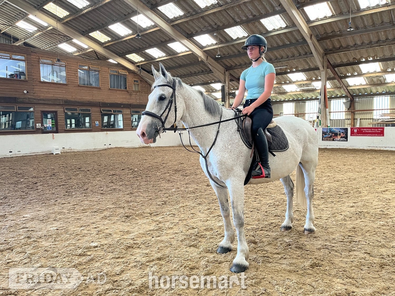 "Freddie " Grey Gelding All Rounder in Staplehurst