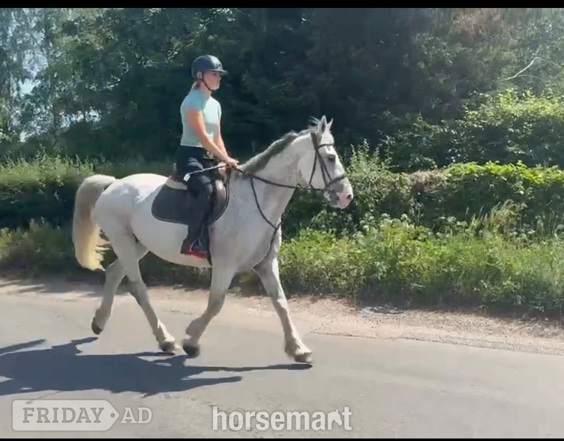 "Freddie " Grey Gelding All Rounder