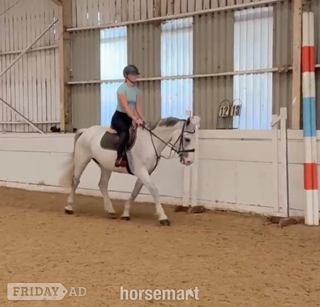 "Freddie " Grey Gelding All Rounder - Horses in Staplehurst