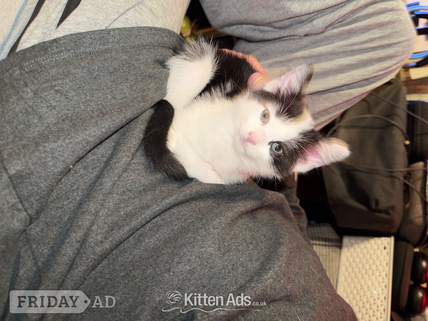 3 beautiful kittens ready 15th June  in Bristol