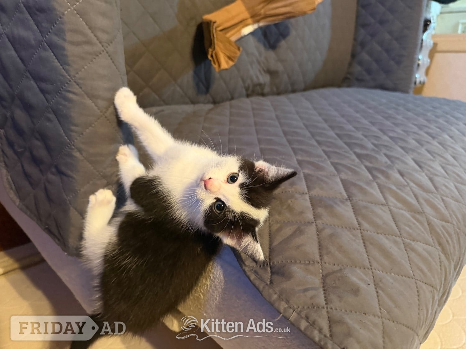 3 beautiful kittens ready 15th June 