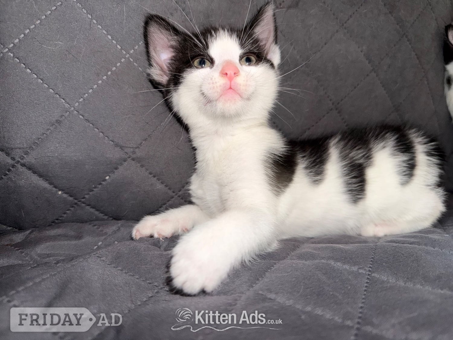 Bristol 3 beautiful kittens ready 15th June 