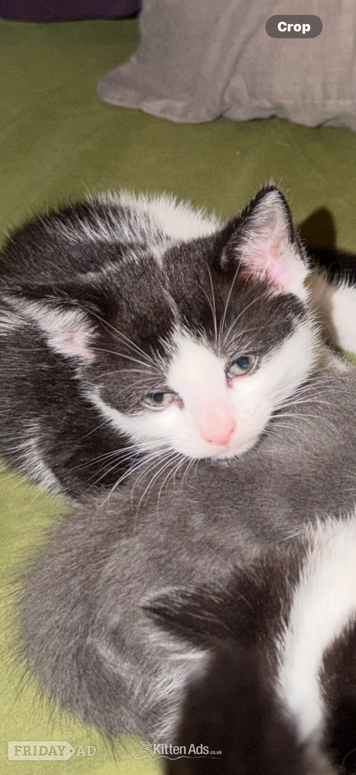 3 beautiful kittens ready 15th June  -  in Bristol