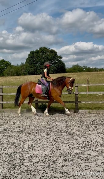 "Babylon Generous" Bay Gelding All Rounder