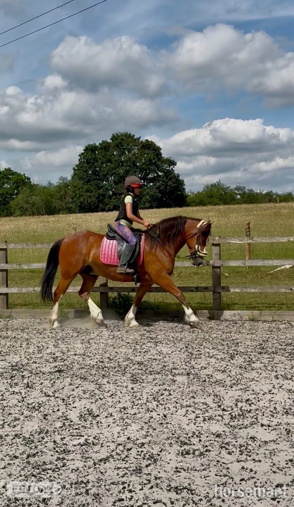 "Babylon Generous" Bay Gelding All Rounder in Maidstone