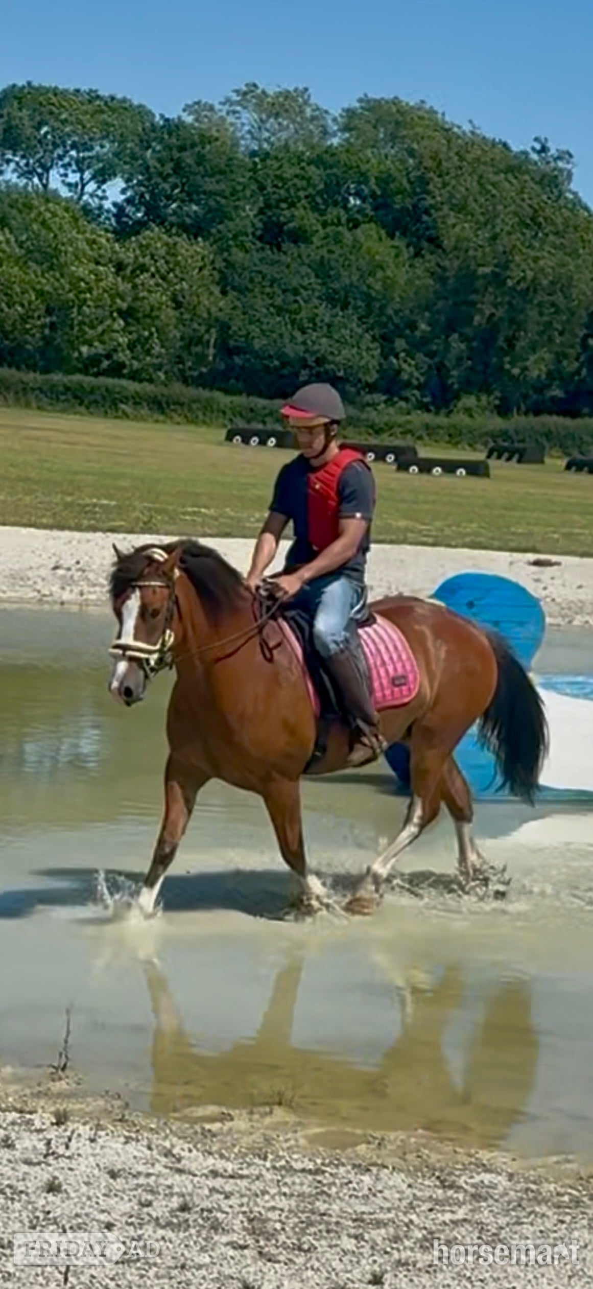 "Babylon Generous" Bay Gelding All Rounder