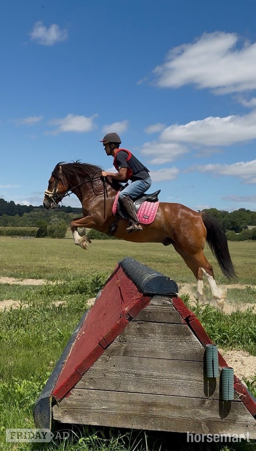 Maidstone "Babylon Generous" Bay Gelding All Rounder