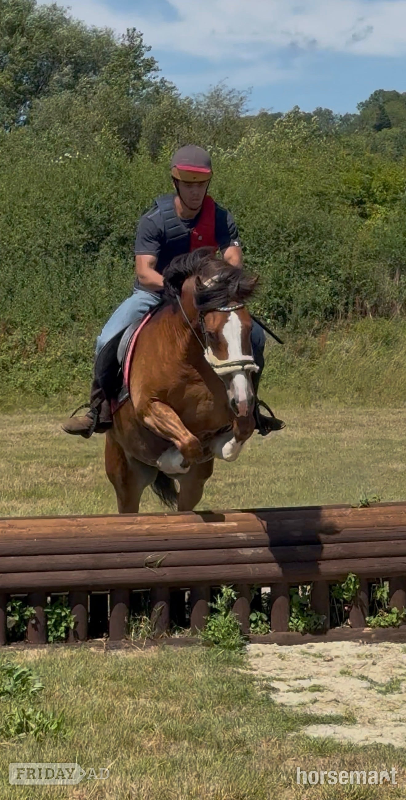 "Babylon Generous" Bay Gelding All Rounder - Horses in Maidstone