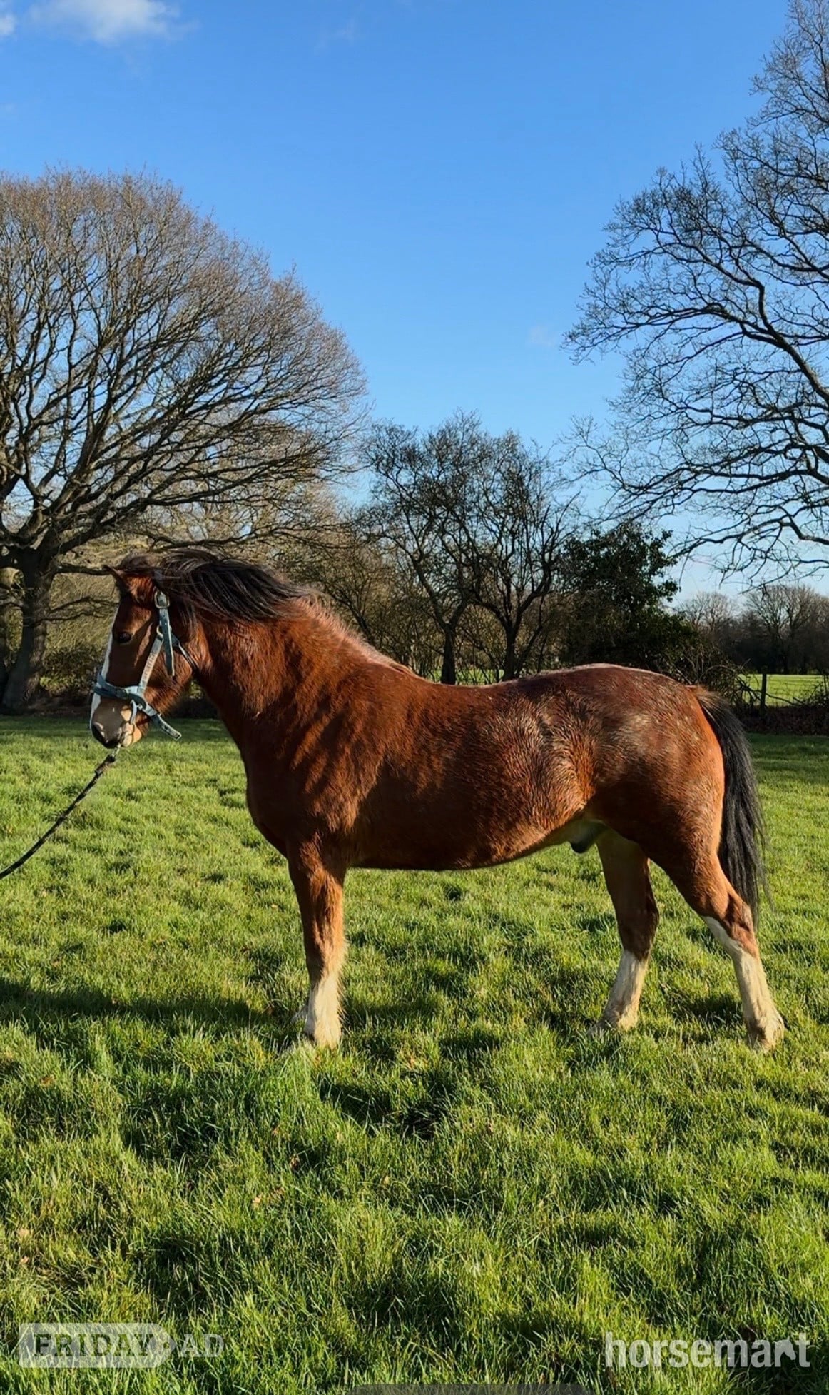 "Babylon Generous" Bay Gelding All Rounder - Horses
