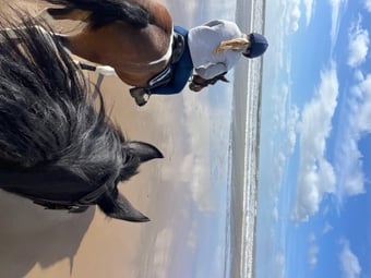 "Jazz" Dark Bay Mare Happy Hacker