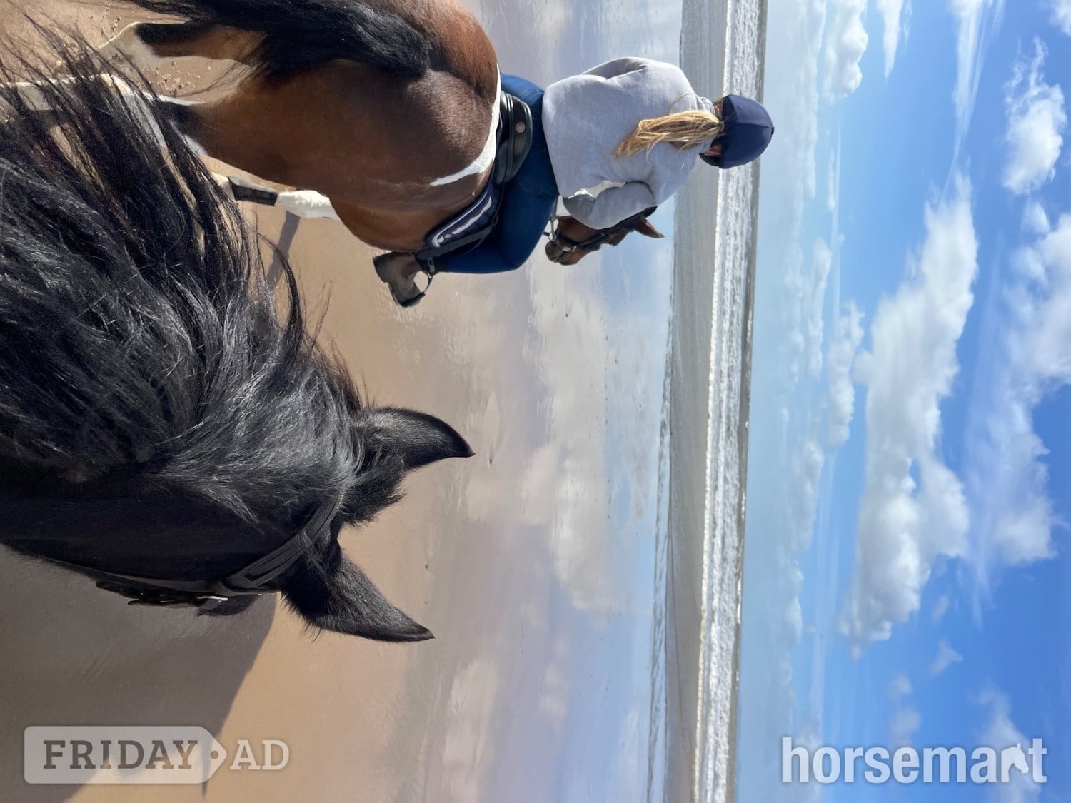 "Jazz" Dark Bay Mare Happy Hacker in Caldicot