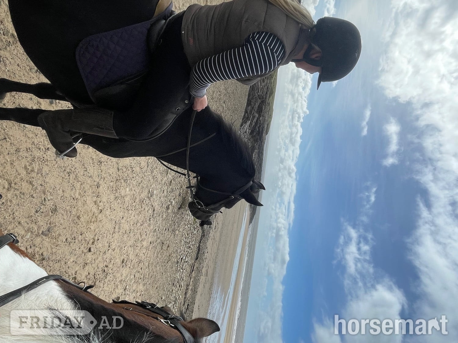 "Jazz" Dark Bay Mare Happy Hacker
