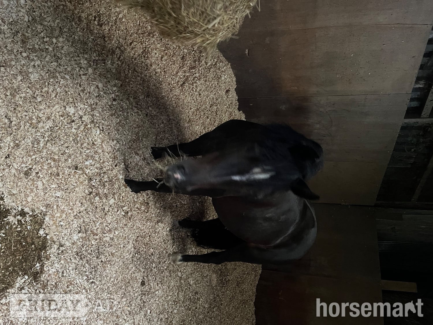 Caldicot "Jazz" Dark Bay Mare Happy Hacker