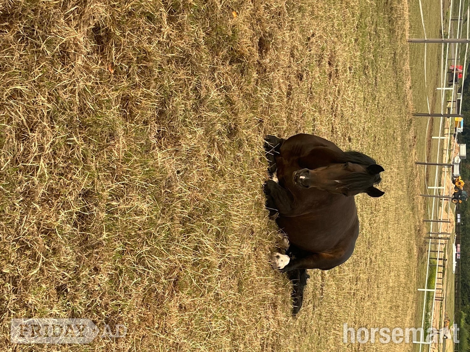 "Jazz" Dark Bay Mare Happy Hacker - Horses in Caldicot