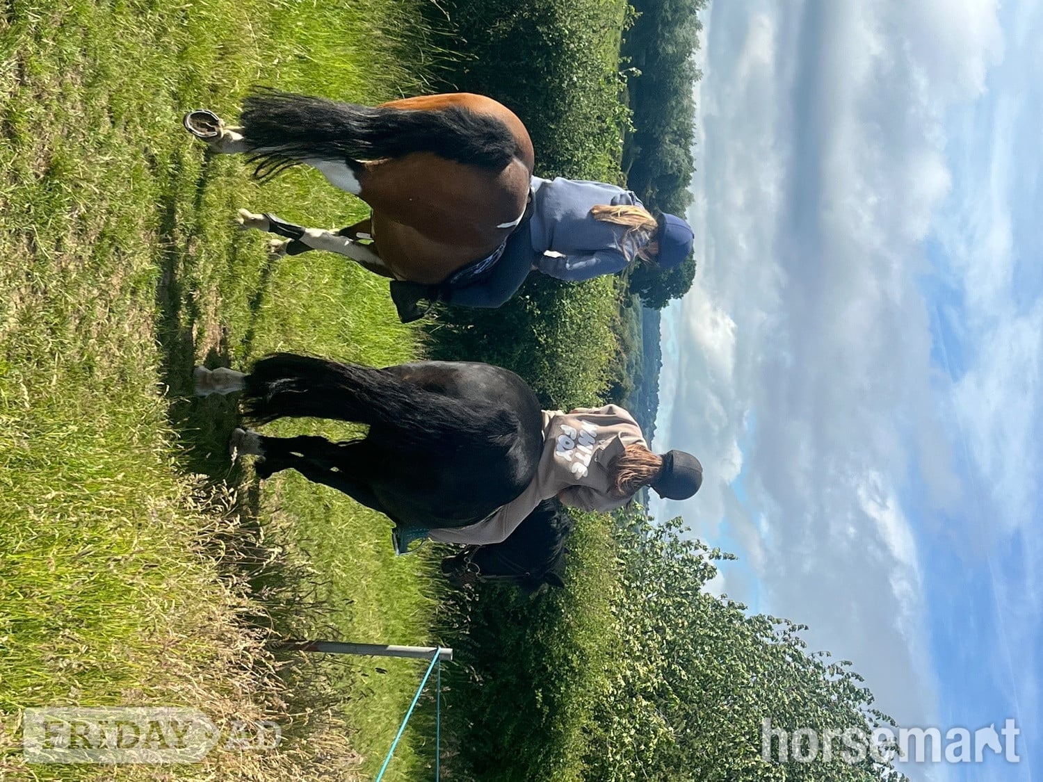 "Jazz" Dark Bay Mare Happy Hacker - Horses