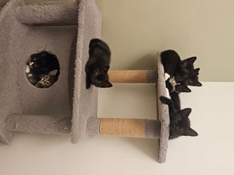 Lovely playful kittens for sale