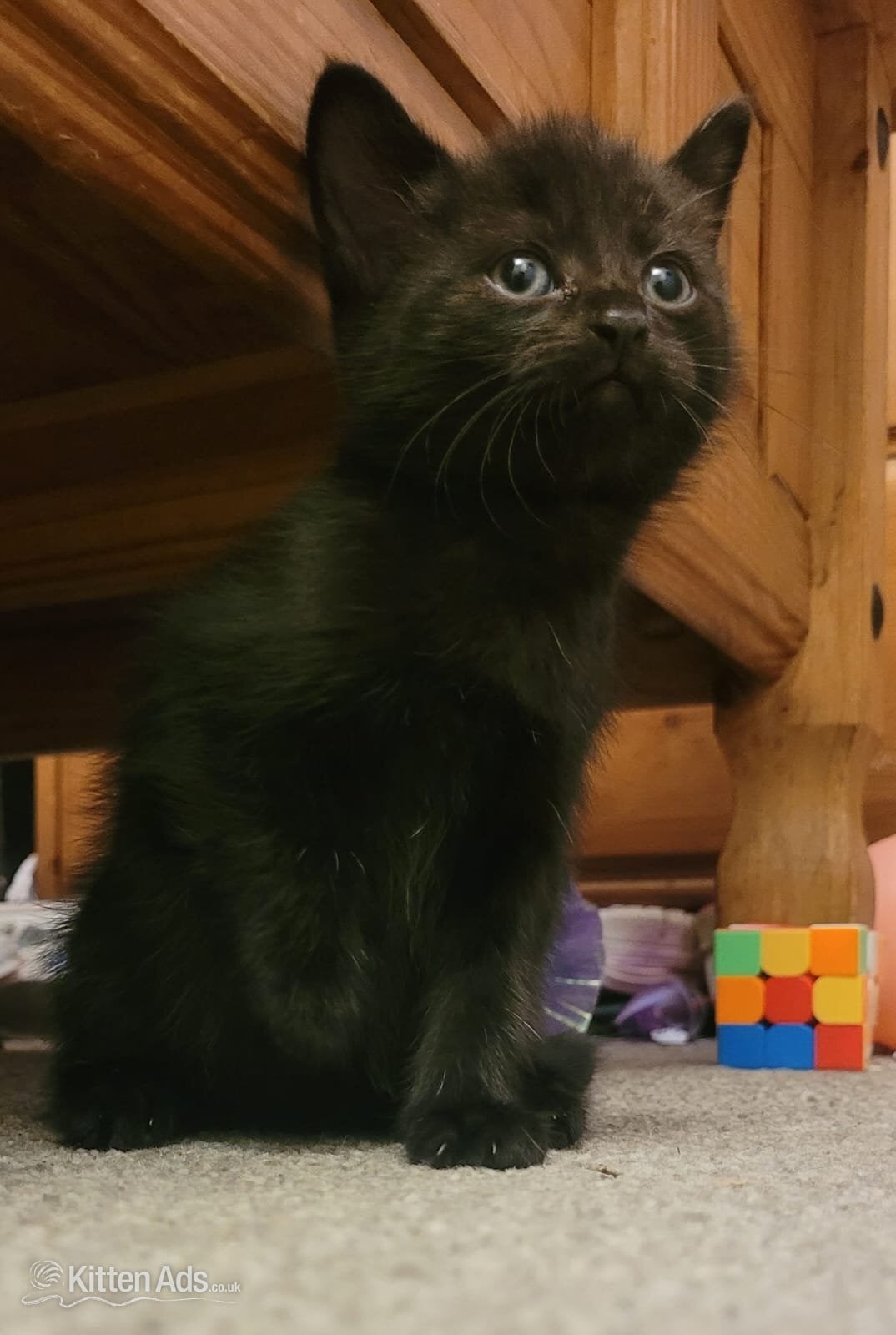 Lovely playful kittens for sale