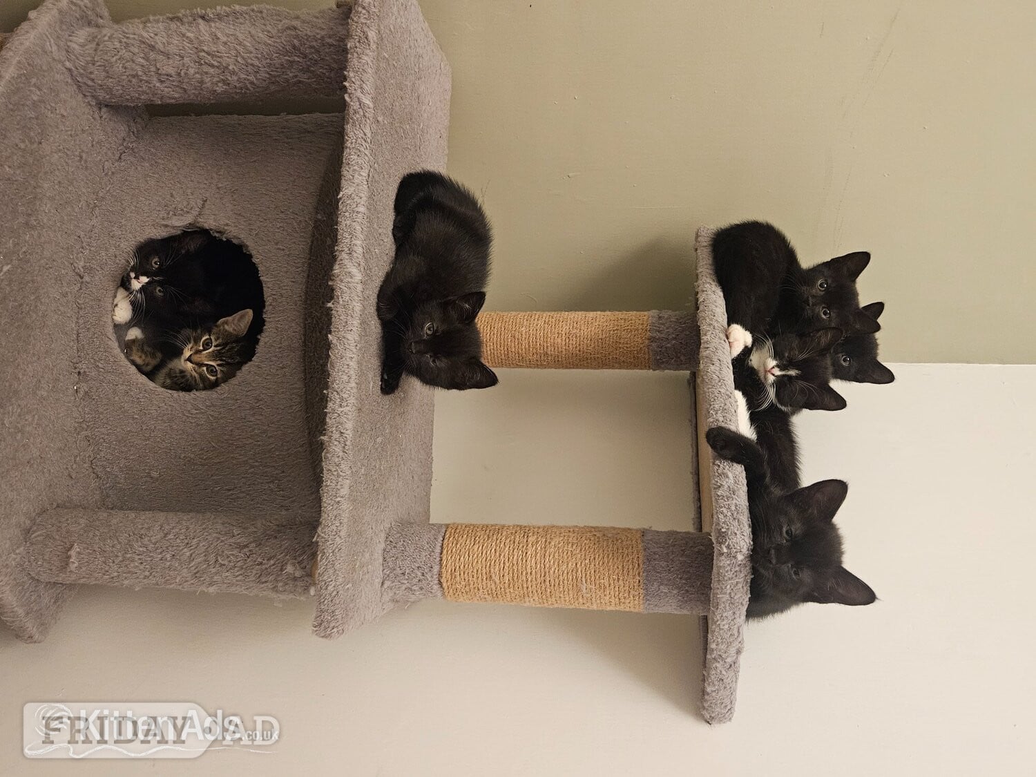 Lovely playful kittens for sale in Crawley
