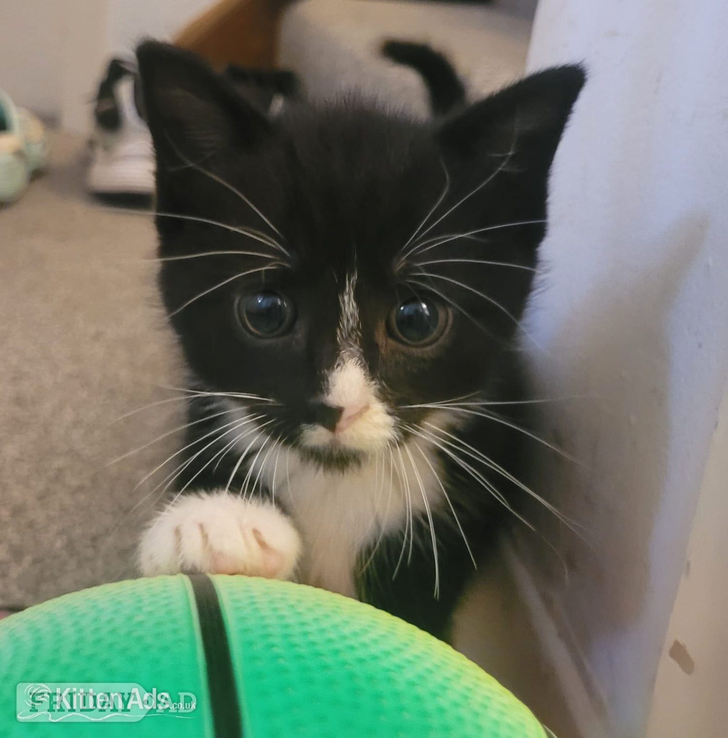 Crawley Lovely playful kittens for sale