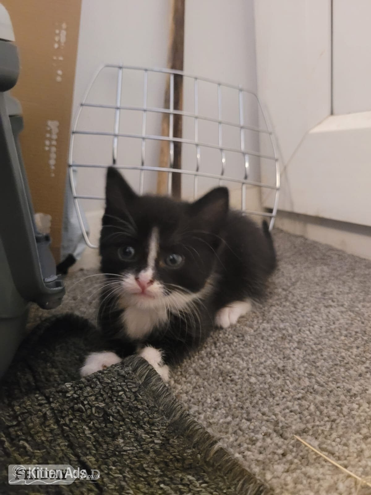 Lovely playful kittens for sale - Cats & Kittens in Crawley