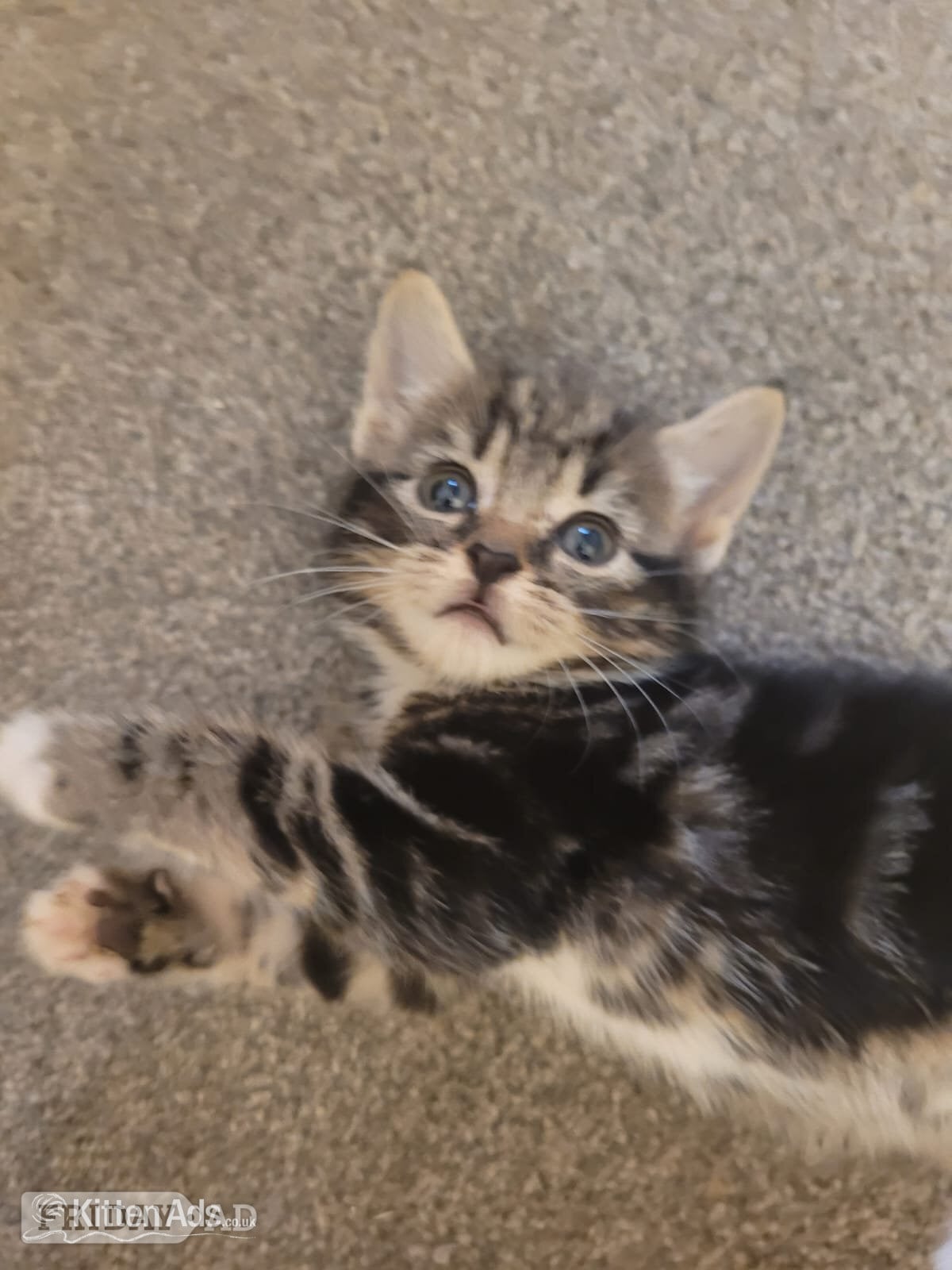 Lovely playful kittens for sale - Cats & Kittens