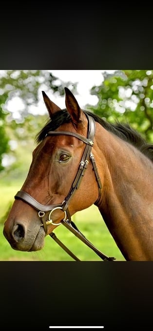 "Alice" Bay Mare All Rounder