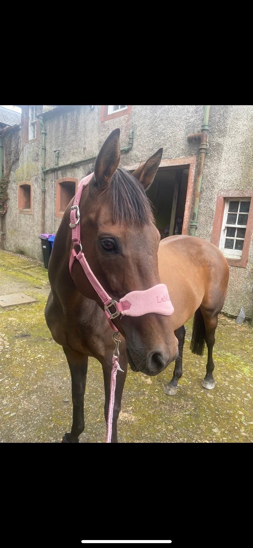 "Alice" Bay Mare All Rounder - Horses