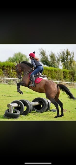 "Alice" Bay Mare Ex Racehorse