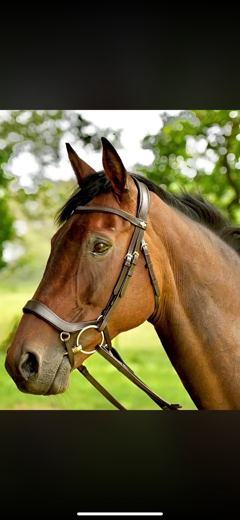 "Alice" Bay Mare Ex Racehorse