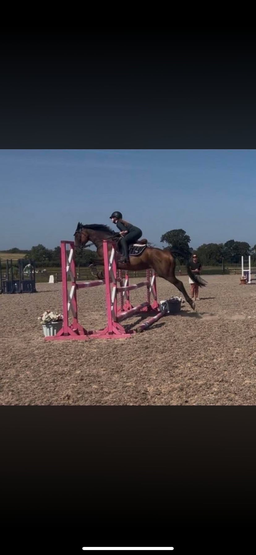 Ayr "Alice" Bay Mare Ex Racehorse