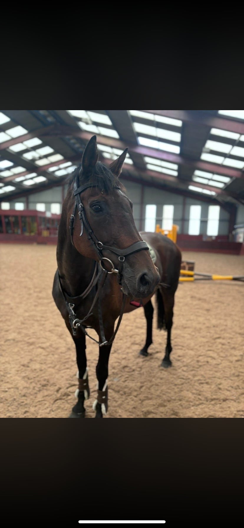 "Alice" Bay Mare Ex Racehorse - Horses in Ayr