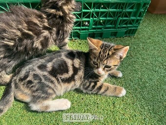 Gorgeous male  kitten 