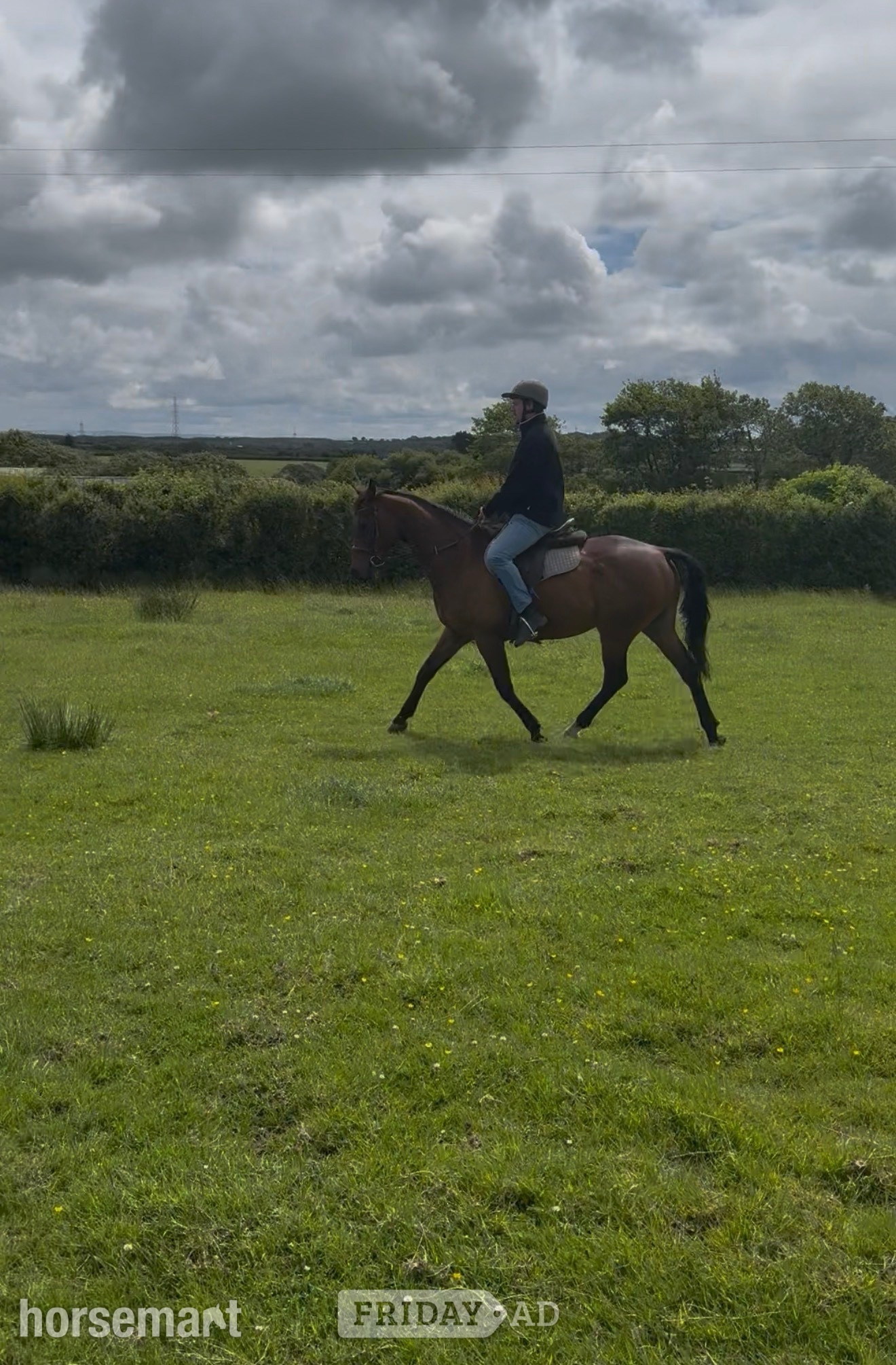 Week St. Mary "Harry" Bay Gelding Project Horse