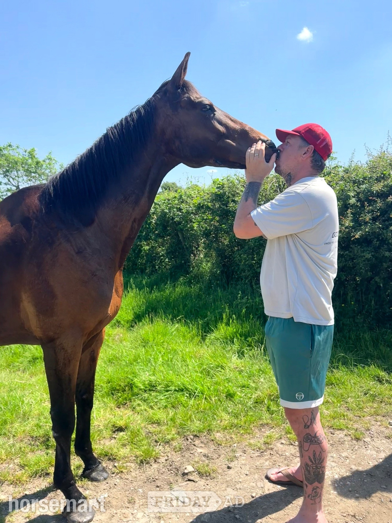 "Harry" Bay Gelding Project Horse in Week St. Mary