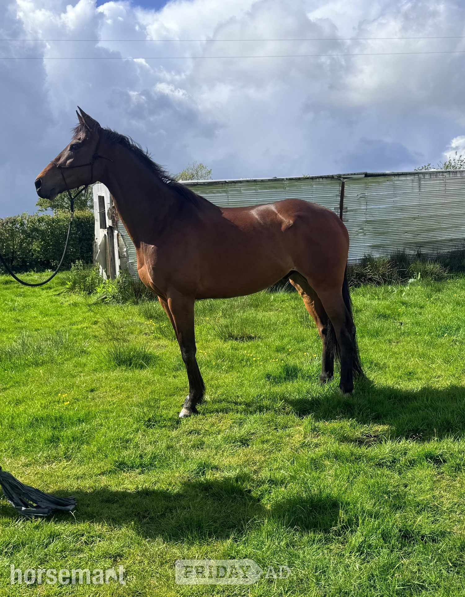 "Harry" Bay Gelding Project Horse - Horses in Week St. Mary