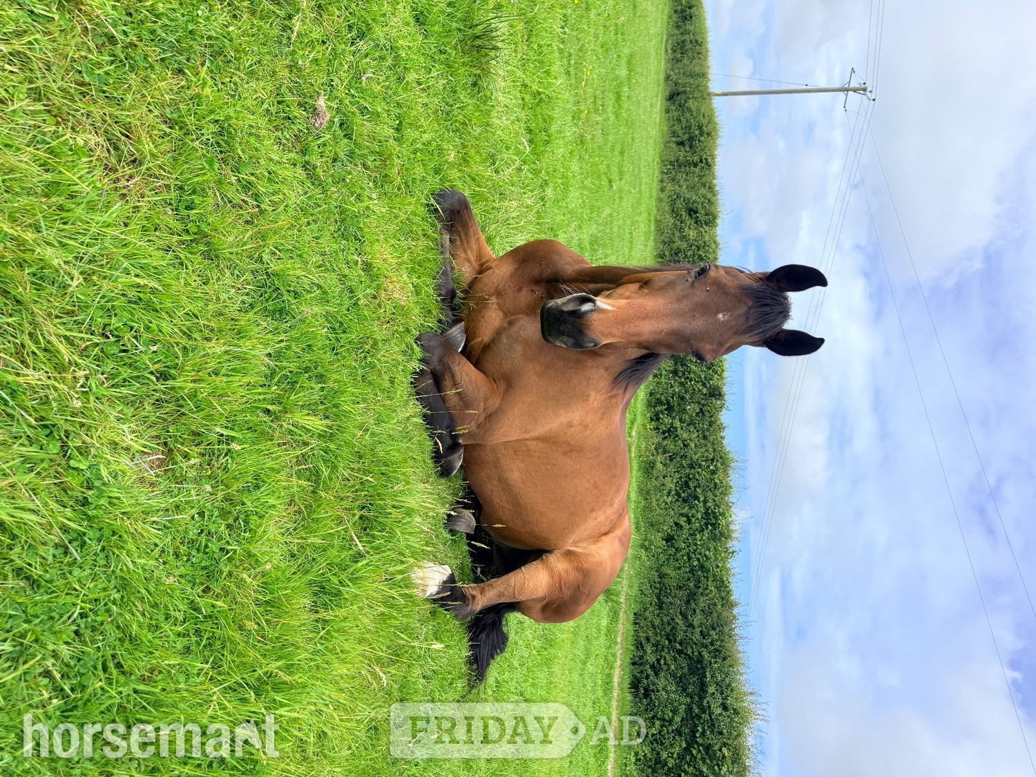 "Harry" Bay Gelding Project Horse