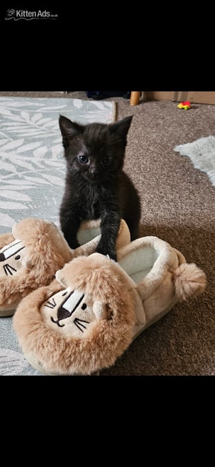 Beautiful kittens ready now
