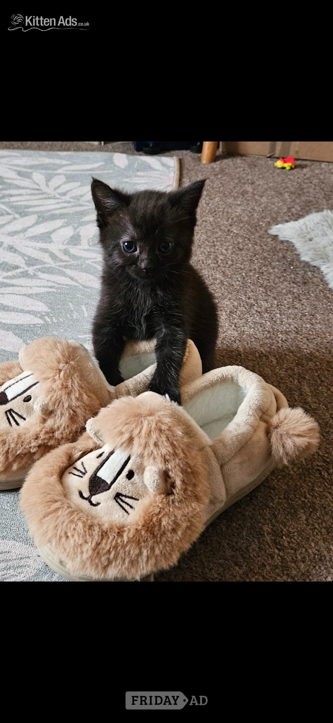 Beautiful kittens ready now in Bath