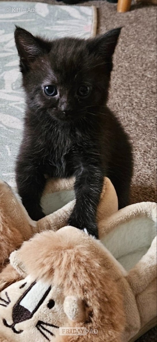 Beautiful kittens ready now in Bath