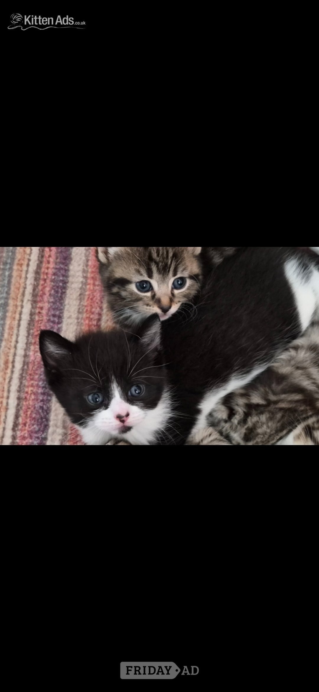Beautiful kittens ready now