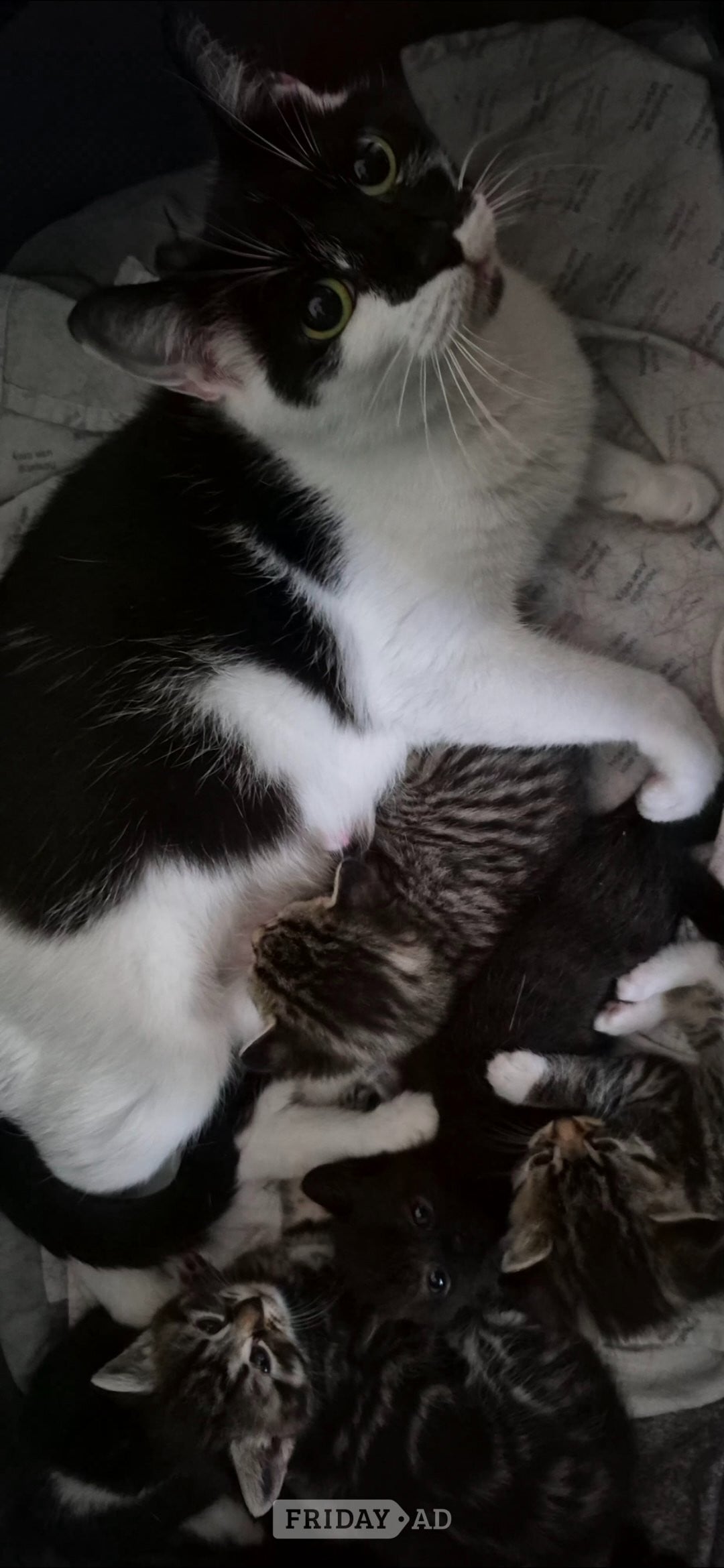 Bath Beautiful kittens ready now