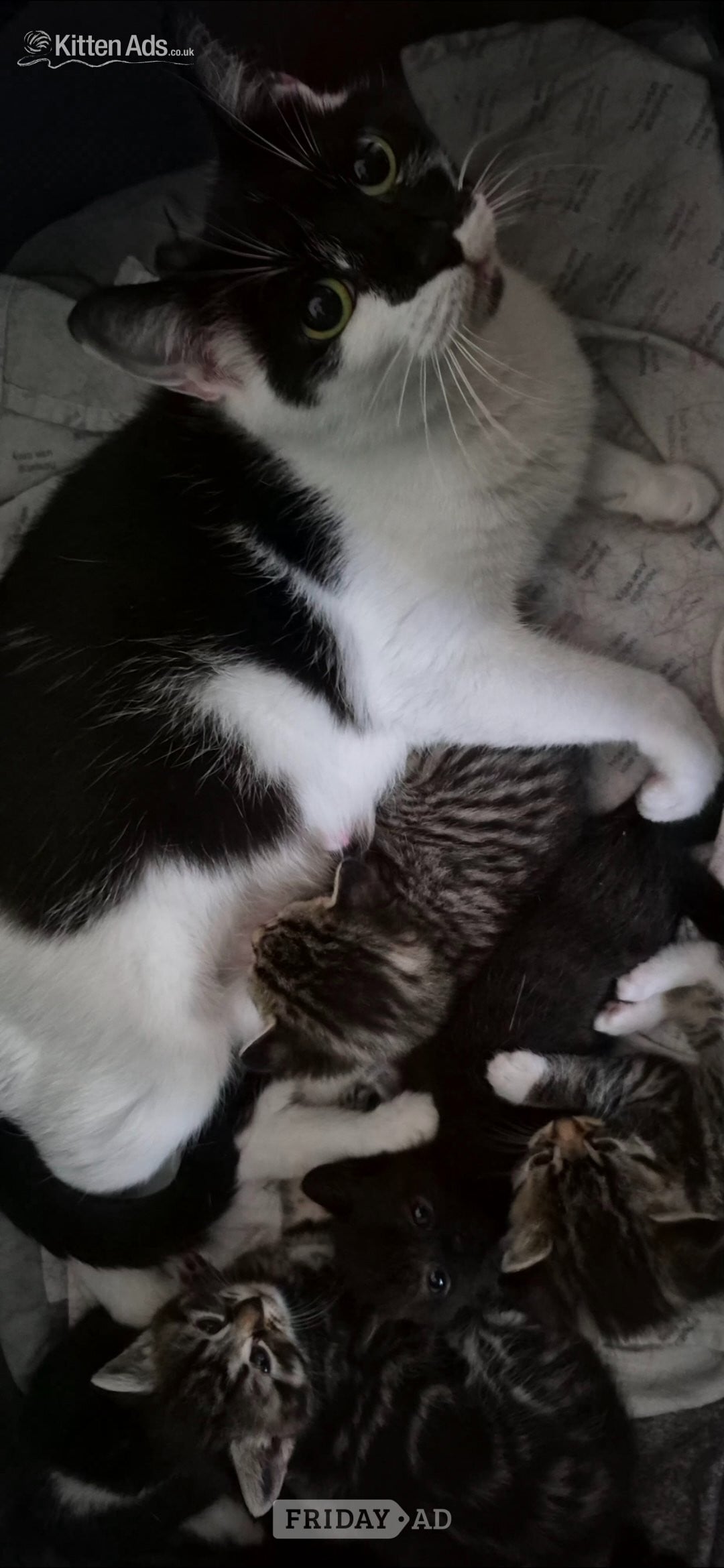 Bath Beautiful kittens ready now