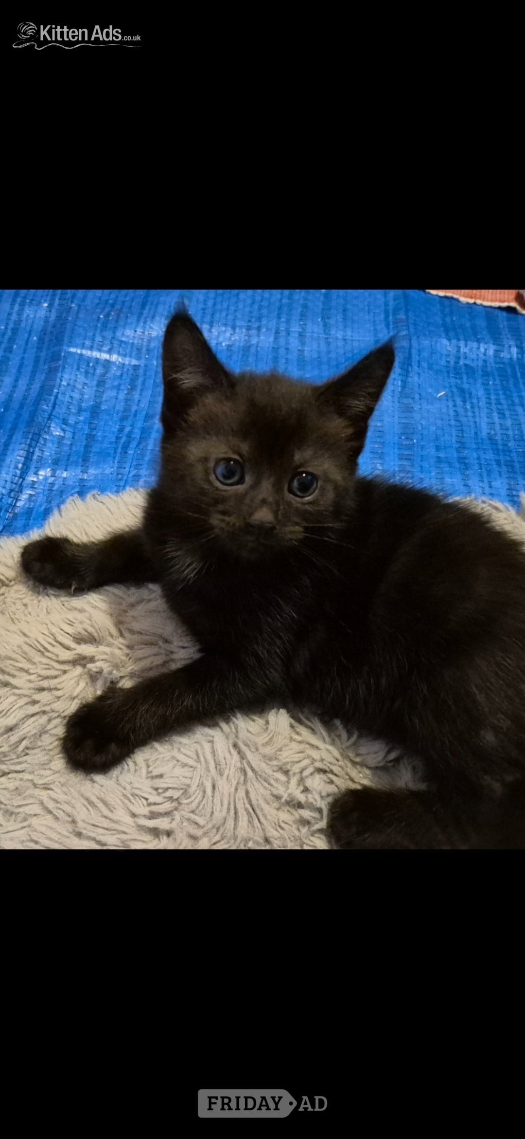 Beautiful kittens ready now - Cats & Kittens in Bath