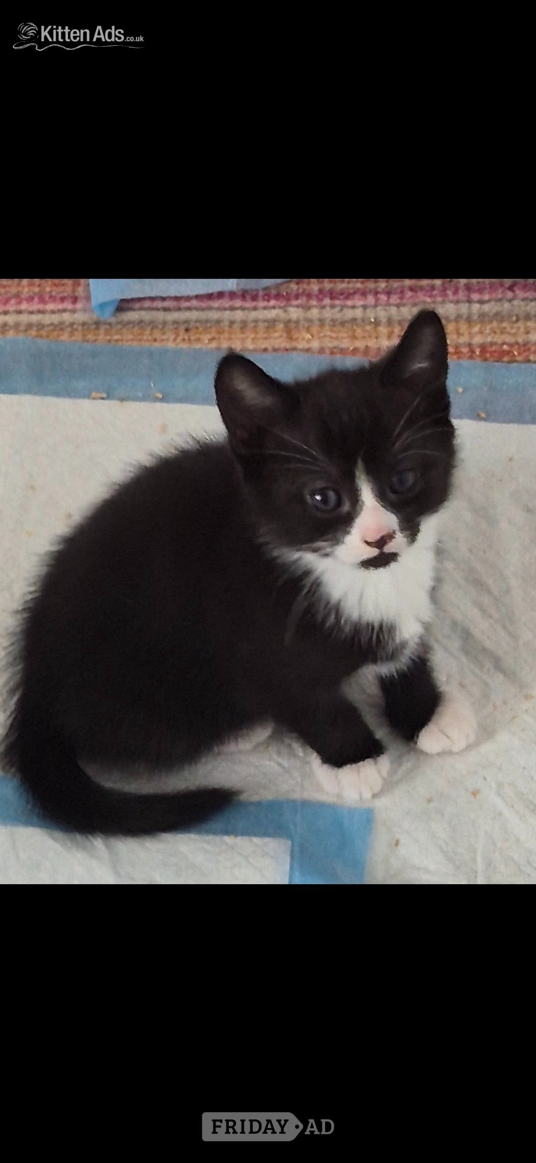 Beautiful kittens ready now - Cats & Kittens